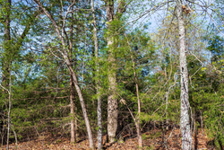 property photo for Autumnwood Tract 15, 5.51 acres for sale in Fulton County, Arkansas