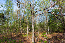 property photo for Autumnwood Tract 15, 5.51 acres for sale in Fulton County, Arkansas
