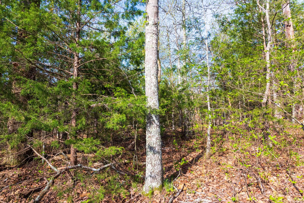 5.51 acre rural land tract for sale at Autumnwood Tract 15 in Fulton County, Arkansas