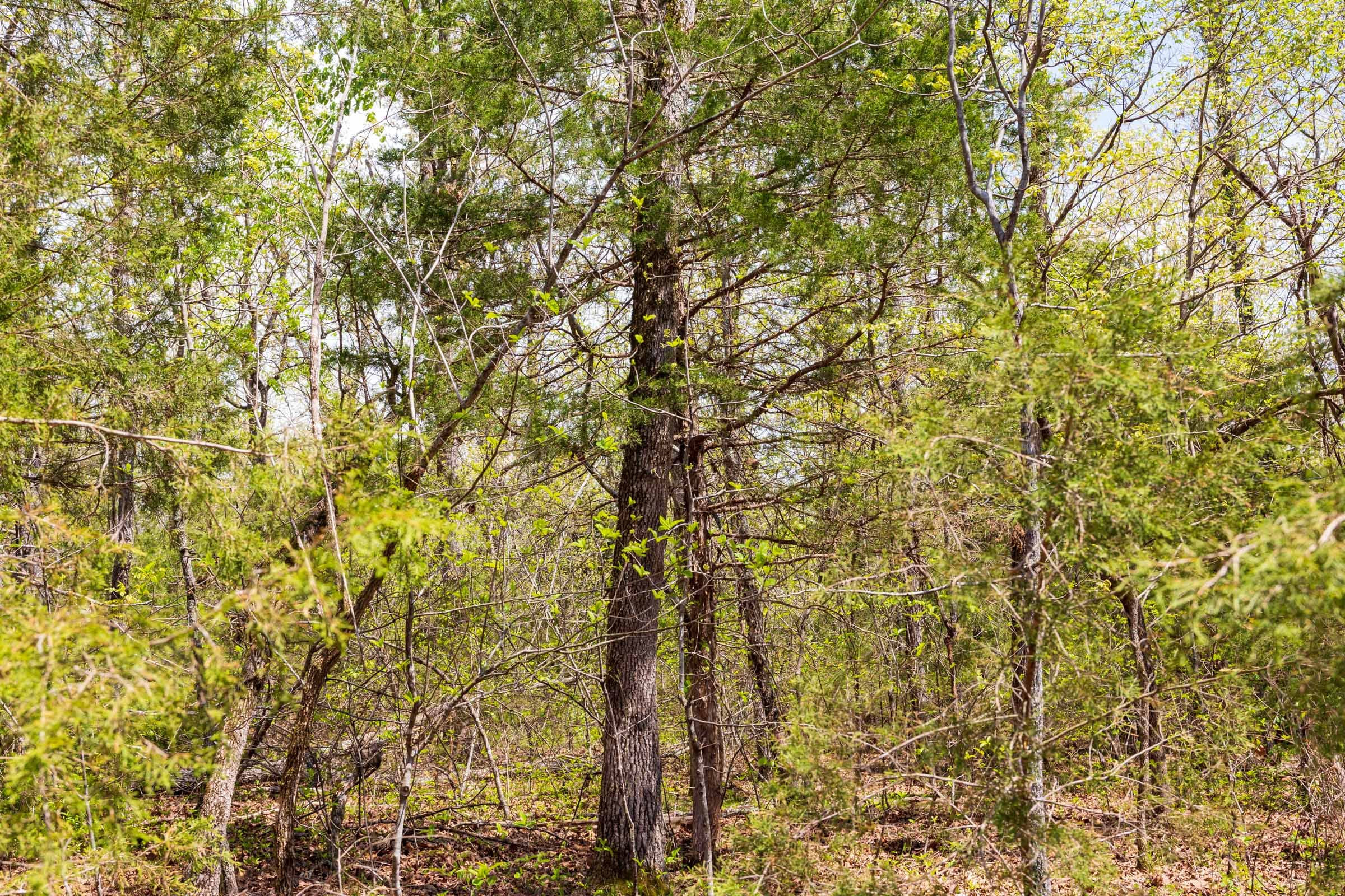 Tract 16 at Autumnwood in Fulton County, Arkansas