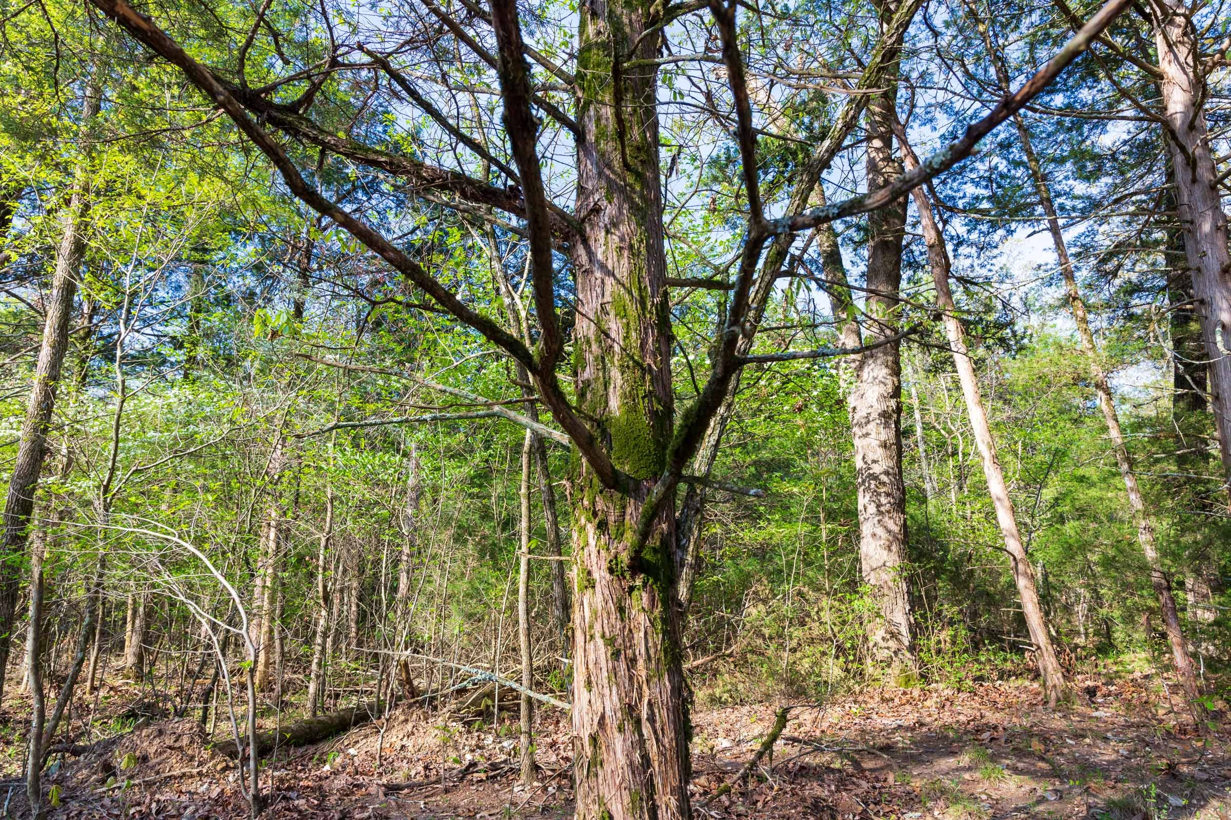 Tract 17 at Autumnwood in Fulton County, Arkansas