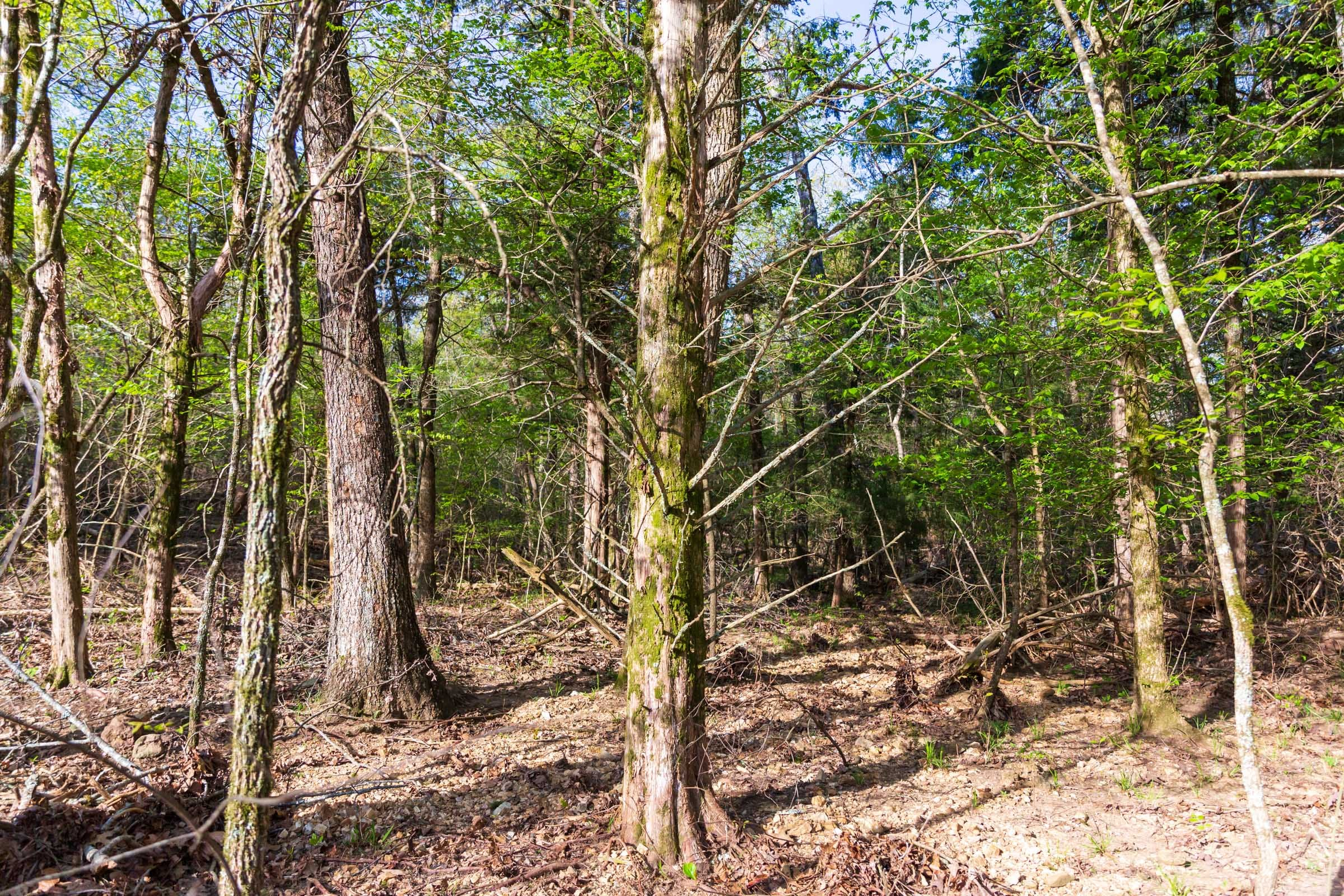 Autumnwood · Tract 17
