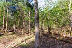 property photo for Autumnwood Tract 17, 5.66 acres for sale in Fulton County, Arkansas