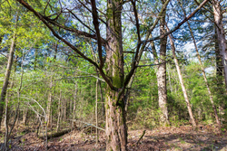 property photo for Autumnwood Tract 17, 5.66 acres for sale in Fulton County, Arkansas