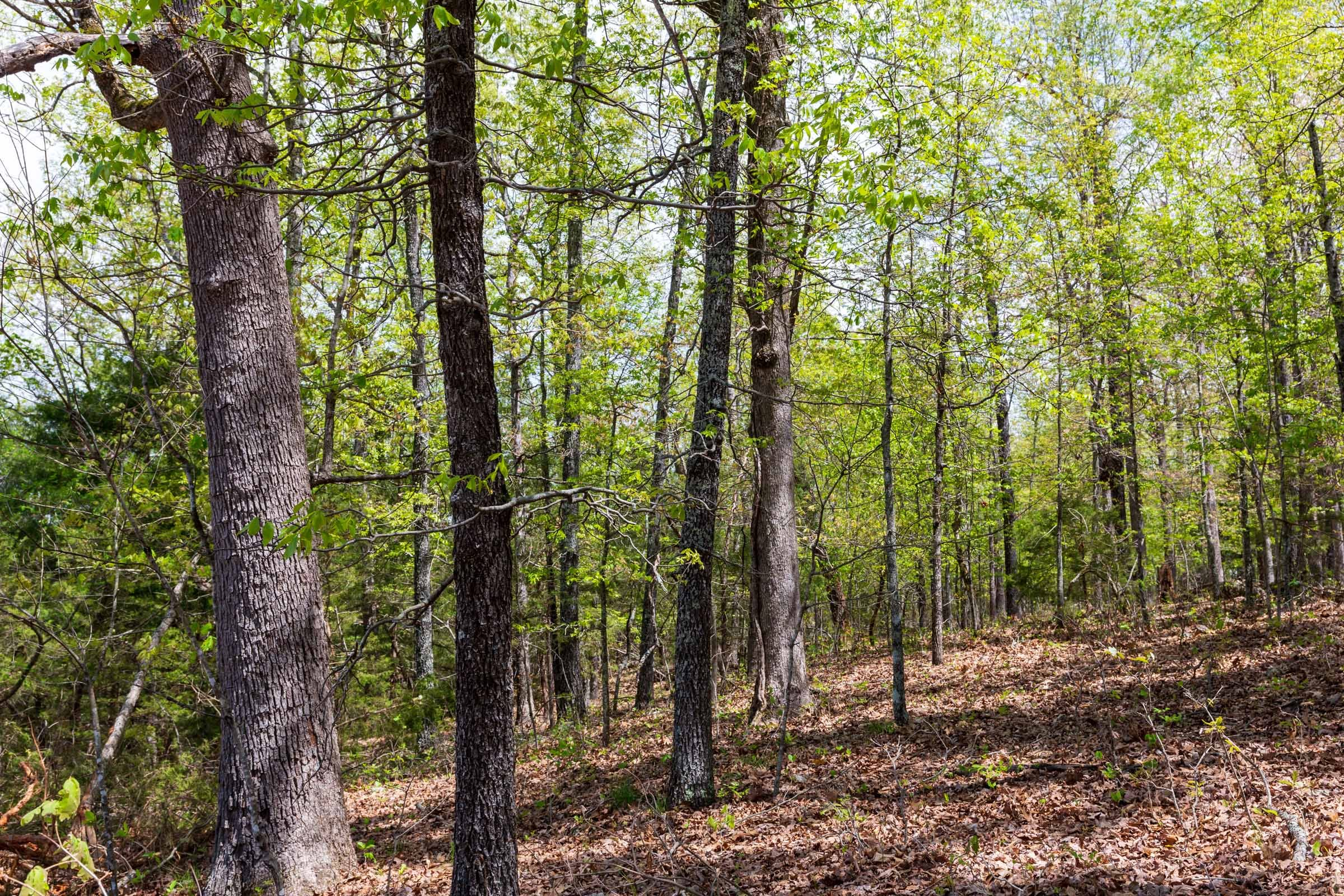 Tract 20 at Autumnwood in Fulton County, Arkansas