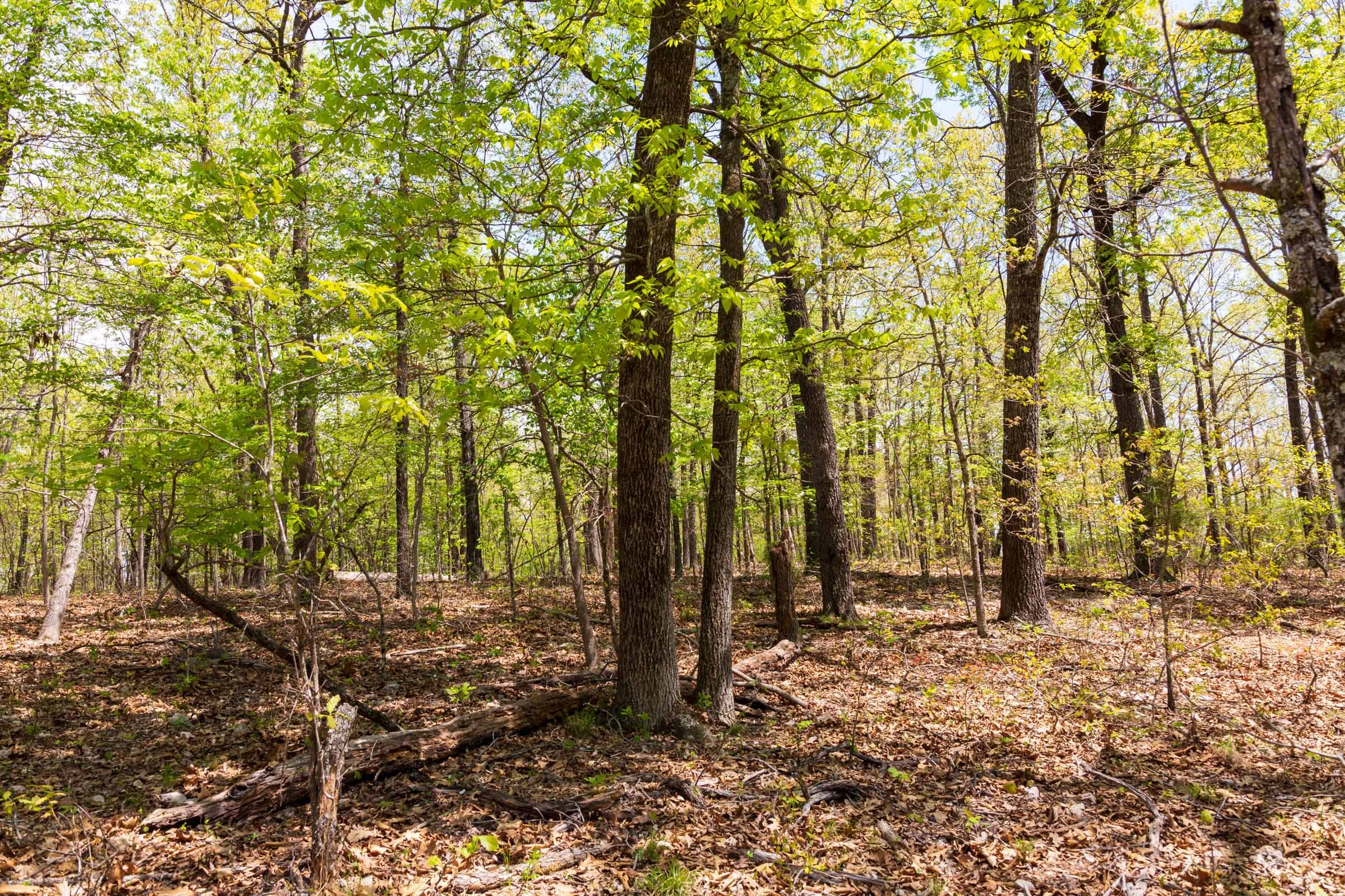 Tract 22 at Autumnwood in Fulton County, Arkansas