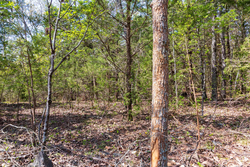 property photo for Autumnwood Tract 3, 5.97 acres for sale in Fulton County, Arkansas