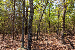 property photo for Autumnwood Tract 3, 5.97 acres for sale in Fulton County, Arkansas