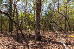 property photo for Autumnwood Tract 3, 5.97 acres for sale in Fulton County, Arkansas