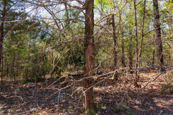 property photo for Autumnwood Tract 3, 5.97 acres for sale in Fulton County, Arkansas