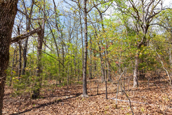 property photo for Autumnwood Tract 9, 6.28 acres for sale in Fulton County, Arkansas