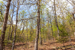 property photo for Autumnwood Tract 9, 6.28 acres for sale in Fulton County, Arkansas