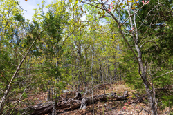 property photo for Autumnwood Tract 9, 6.28 acres for sale in Fulton County, Arkansas
