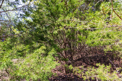 property photo for Autumnwood Tract 9, 6.28 acres for sale in Fulton County, Arkansas
