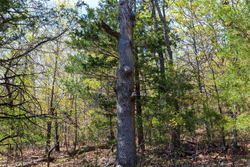 property photo for Autumnwood Tract 9, 6.28 acres for sale in Fulton County, Arkansas