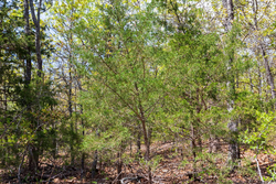 property photo for Autumnwood Tract 9, 6.28 acres for sale in Fulton County, Arkansas