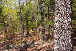 property photo for Autumnwood Tract 9, 6.28 acres for sale in Fulton County, Arkansas