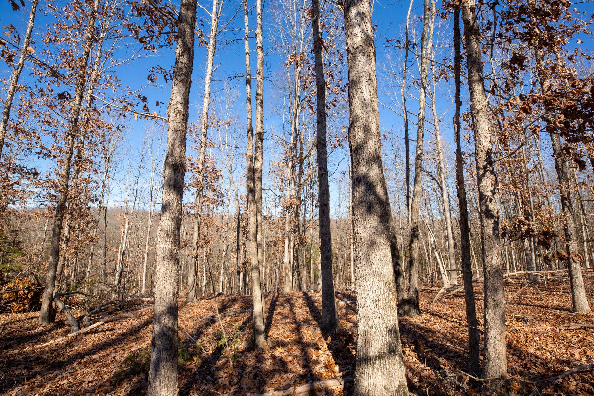 Tract 11 at Dutchmanhollow in Fulton County, Arkansas