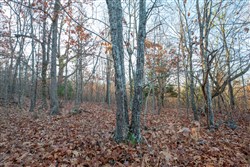 property photo for Dutchmanhollow Tract 4, 6.36 acres for sale in Fulton County, Arkansas