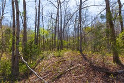 property photo for Lazybrook Tract 12, 7.1 acres for sale in Fulton County, Arkansas