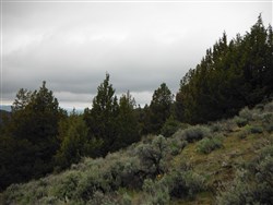 property photo for Moon Valley Ranch Tract 154, 20.62 acres for sale in Lassen County, California