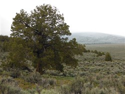 property photo for Moon Valley Ranch Tract 154, 20.62 acres for sale in Lassen County, California