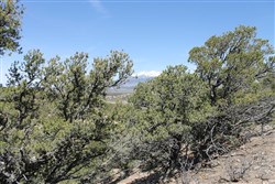 property photo for Sangre De Cristo Ranches Tract 5269, 5.02 acres for sale in Costilla County, Colorado