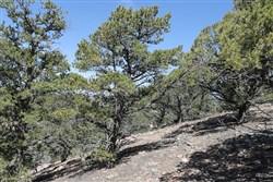 property photo for Sangre De Cristo Ranches Tract 5269, 5.02 acres for sale in Costilla County, Colorado