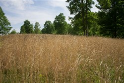 property photo for Laurel Ridge Tract 2, 5.09 acres for sale in Casey County, Kentucky
