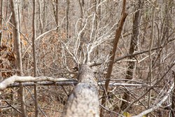property photo for Blackstone Mountain Tract 27, 13.99 acres for sale in Clay County, Kentucky