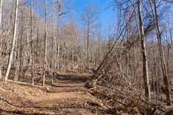 property photo for Blackstone Mountain Tract 48, 13.46 acres for sale in Clay County, Kentucky