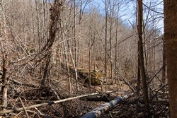 property photo for Blackstone Mountain Tract 48, 13.46 acres for sale in Clay County, Kentucky