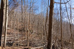 property photo for Blackstone Mountain Tract 48, 13.46 acres for sale in Clay County, Kentucky