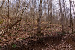 property photo for Blackstone Mountain Phase II Tract 63, 19.42 acres for sale in Clay County, Kentucky