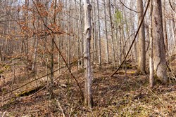 property photo for Blackstone Mountain Phase II Tract 66, 10.23 acres for sale in Clay County, Kentucky