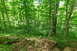 property photo for Rivers Edge Tract 15, 5.07 acres for sale in Jackson County, Kentucky