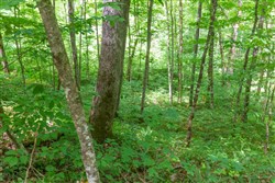 property photo for Rivers Edge Tract 15, 5.07 acres for sale in Jackson County, Kentucky