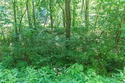 property photo for Rivers Edge Tract 5, 1.9 acres for sale in Jackson County, Kentucky