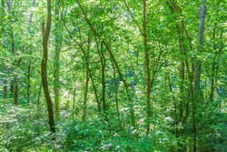 property photo for Rivers Edge Tract 5, 1.9 acres for sale in Jackson County, Kentucky