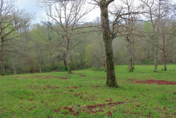property photo for Serenity Creek Tract 18, 7.51 acres for sale in Laurel County, Kentucky