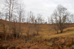 property photo for Serenity Creek Tract 4, 10.31 acres for sale in Laurel County, Kentucky