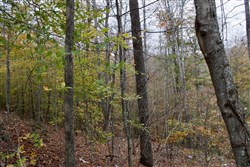 property photo for Autumn Ridge Tract 20, 10.86 acres for sale in Leslie County, Kentucky