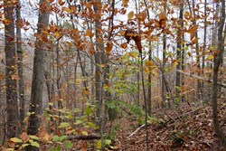 property photo for Autumn Ridge Tract 20, 10.86 acres for sale in Leslie County, Kentucky