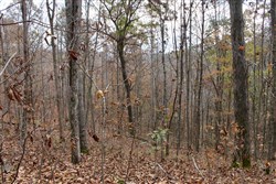 property photo for Autumn Ridge Tract 22, 6 acres for sale in Leslie County, Kentucky