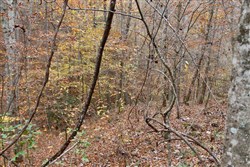 property photo for Autumn Ridge Tract 4, 11.95 acres for sale in Leslie County, Kentucky