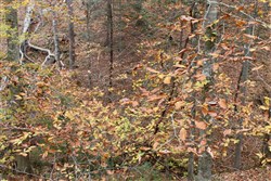 property photo for Autumn Ridge Tract 4, 11.95 acres for sale in Leslie County, Kentucky