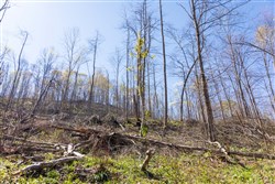 property photo for Creek Hollow Phase I Tract 43, 8.97 acres for sale in Rockcastle County, Kentucky