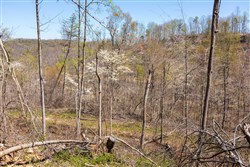 property photo for Creek Hollow Phase I Tract 52, 4.99 acres for sale in Rockcastle County, Kentucky