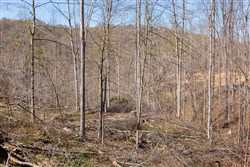 property photo for Creek Hollow Phase I Tract 54, 3.45 acres for sale in Rockcastle County, Kentucky