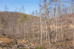 property photo for Creek Hollow Phase I Tract 54, 3.45 acres for sale in Rockcastle County, Kentucky